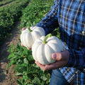 Small White Pumpkin Seeds, Casperita Variety, Non-GMO, 20 Pack, Decorative, Edible, Cucurbita pepo