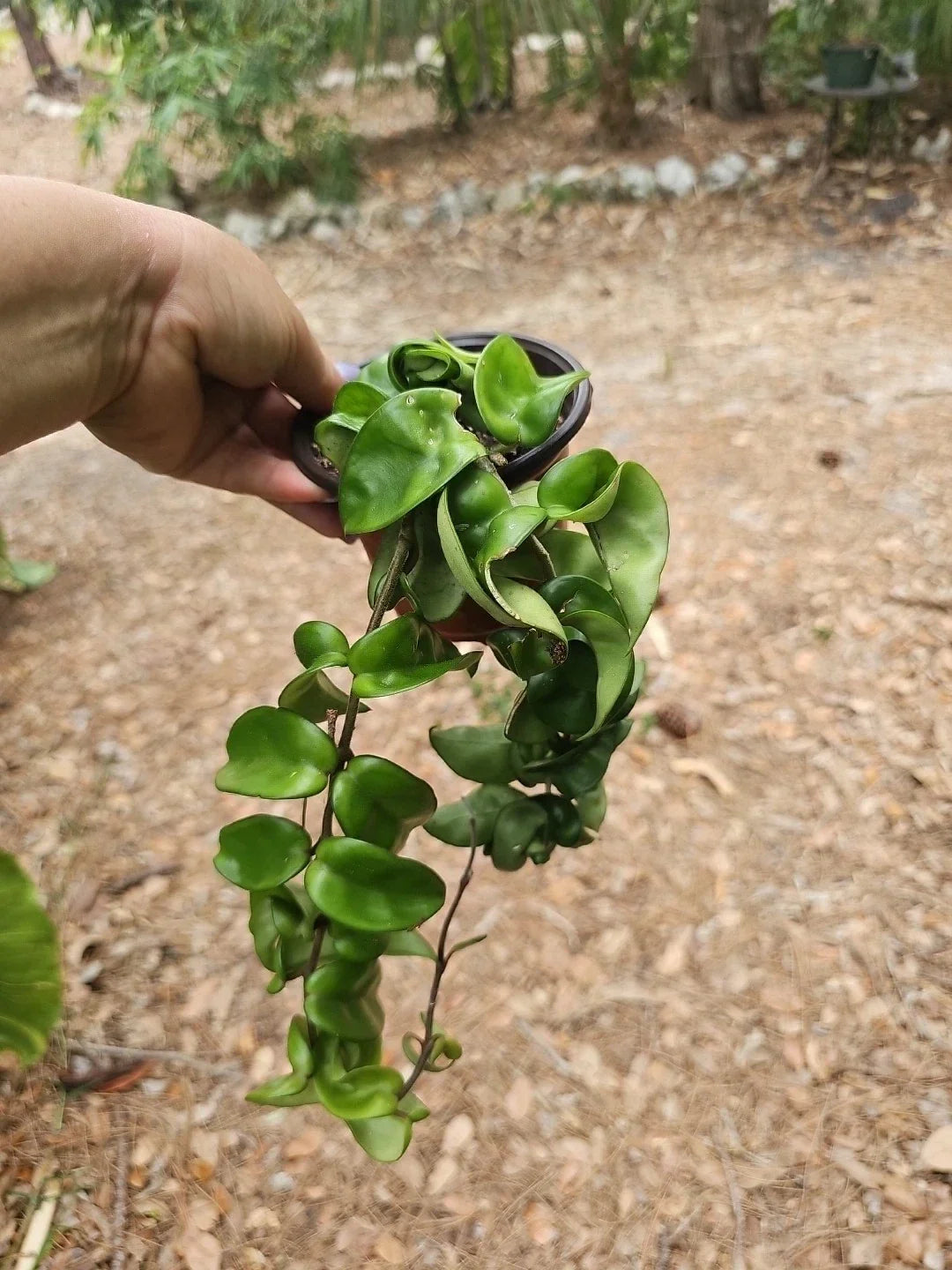 Hoya Carnosa Compacta 'Hindu Rope' Plant in 4" Pot – Variegated Green Leaves, Easy Care Houseplant
