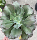 Echeveria ‘Blaze’ Succulent Plant - 5 Inch Rosette, Colorful Foliage, Indoor Outdoor Garden, Echeveria elegans x agavoides