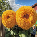 Giant Teddy Bear Sunflower Seeds - 50pcs Yellow Double Blooms - Helianthus annuus - Easy to Grow Garden Flower