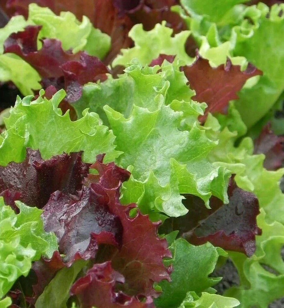 Gourmet Salad Blend Lettuce Seeds – 500+ Heirloom Greens for Fresh Garden Salads – Lactuca sativa