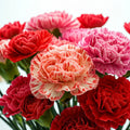 Carnation Seeds - Double Mix, Colorful Dianthus Flowers, Annual, Dianthus caryophyllus