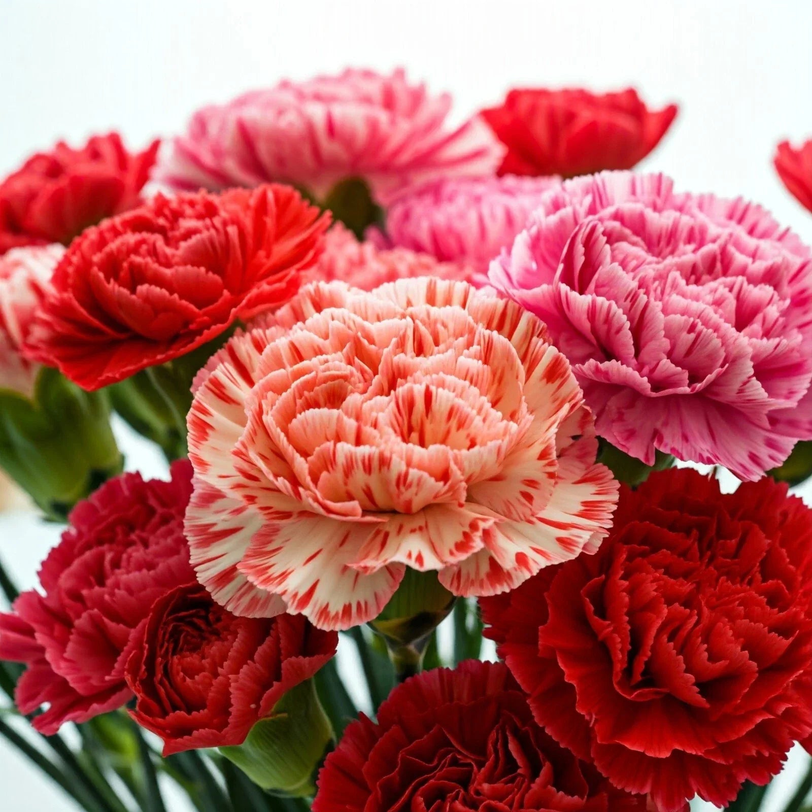 Carnation Seeds - Double Mix, Colorful Dianthus Flowers, Annual, Dianthus caryophyllus