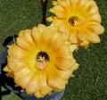 Echinopsis Hybrid Blooming Cactus High Noon | Rooted Offset Flowering Cactus Plant