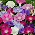 Mixed Color Tall Morning Glory Seeds - Ipomoea purpurea Climbing Vine Seeds for Vibrant Flowers, Fast-Growing, Full Sun, 150 Seeds