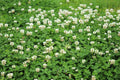 Dutch White Clover Seed - 500+ Seeds, Trifolium repens, Food Plot, Cover Crop, Pasture, Low-Growing Ground Cover