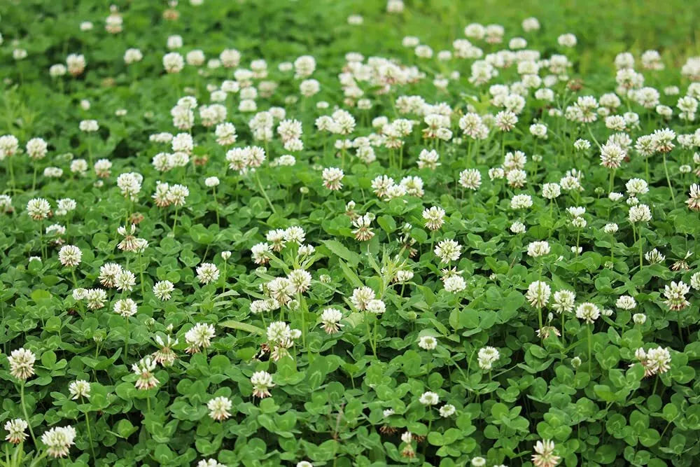 Dutch White Clover Seed - 500+ Seeds, Trifolium repens, Food Plot, Cover Crop, Pasture, Low-Growing Ground Cover