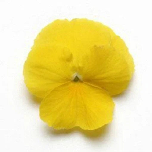 Pansy Seeds 15 Pack - Cool Wave Yellow Trailing Viola × wittrockiana for Hanging Baskets & Containers