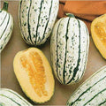 Delicata Squash Seeds | Heirloom Non-GMO Vegetable Seeds | Cucurbita pepo Winter Squash for Gardening