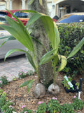 Sprouted Coconut Palm Tree Seed | Live Cocos nucifera | Tropical Indoor/Outdoor Plant | 4-5 Feet Tall