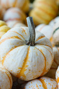 Dwarf Tiger Striped Gourd Seeds - 15 Rare Vegetable Seeds - Cucurbita pepo - Compact Bush Variety for Garden or Fall Decor