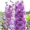 Delphinium Seeds - 50 Sweethearts Perennial Flower Seeds - Delphinium elatum for Garden Planting - USA Grown