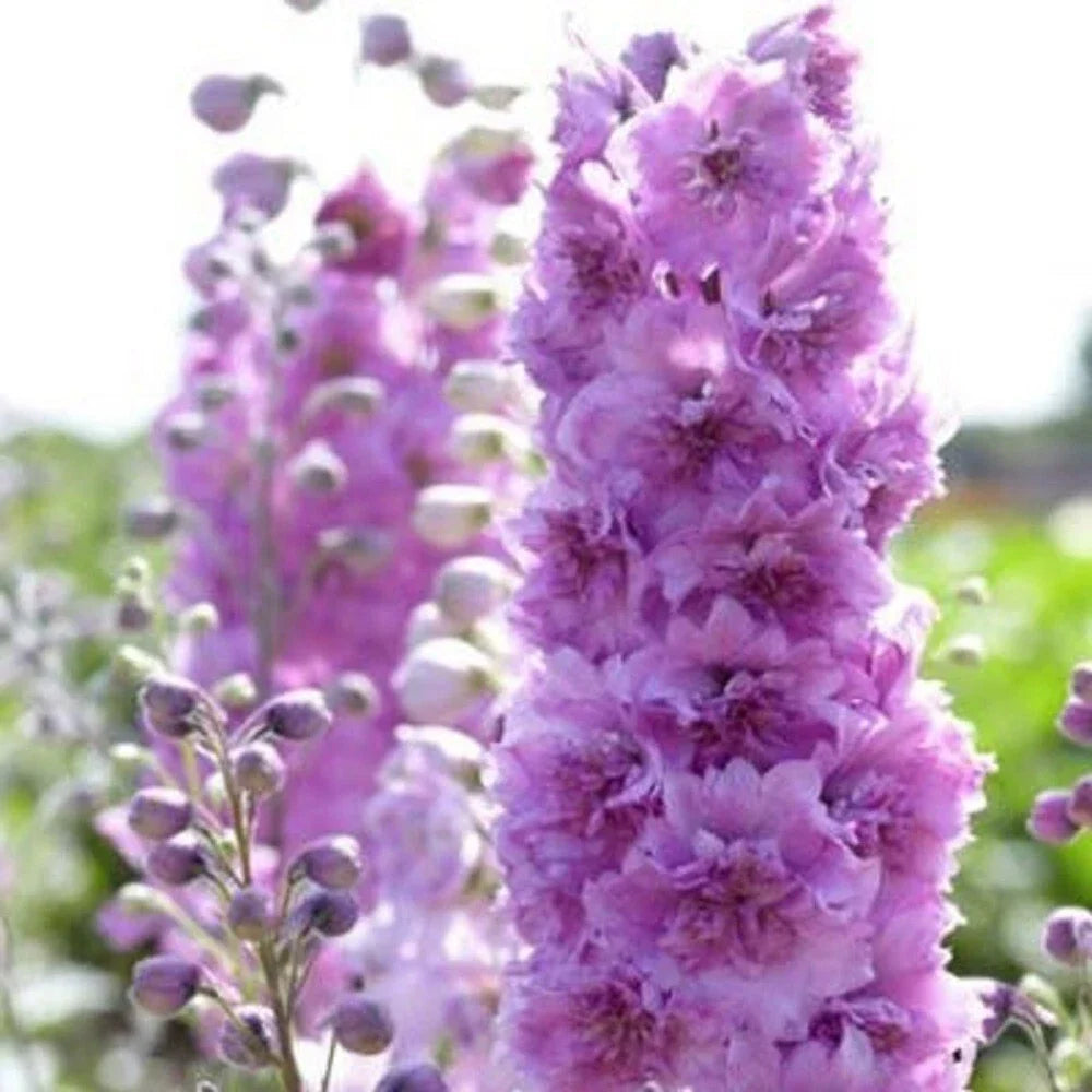 Delphinium Seeds - 50 Sweethearts Perennial Flower Seeds - Delphinium elatum for Garden Planting - USA Grown