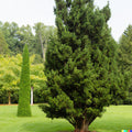 Eastern Red Cedar Hedge Shrub Seeds - Juniperus virginiana, Native USA, Evergreen, Drought Tolerant, Wildlife Habitat, 50+ Seeds
