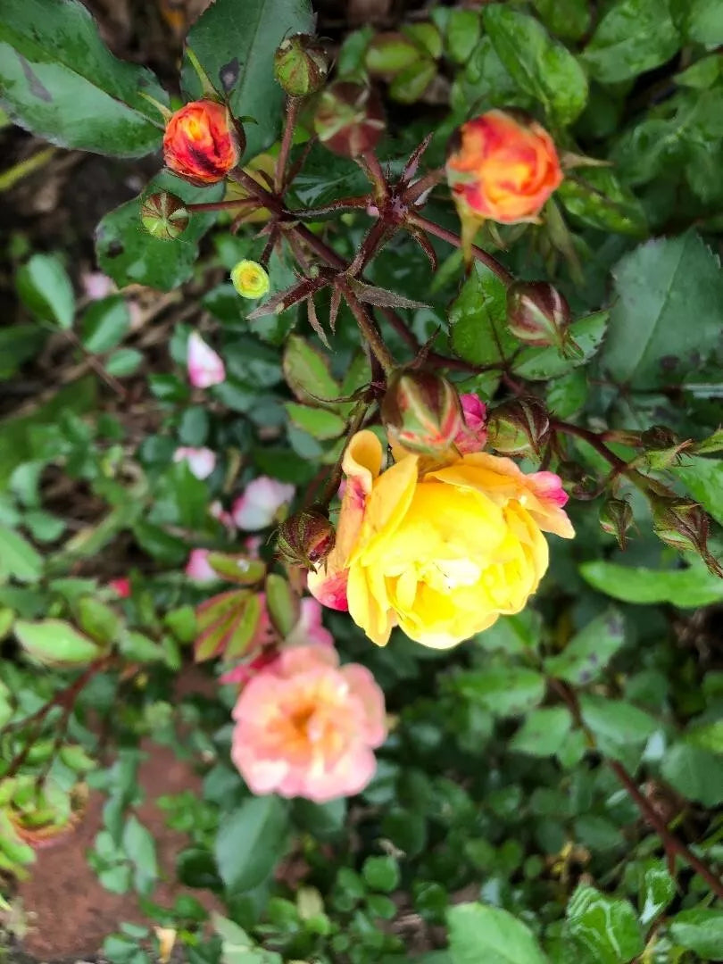 Fragrant Rosa Easy Going Shrub Rose Cuttings - 3 Pack, 6" Long, Pink Bloom, Low Maintenance, Garden, Container, Rosa 'Easy Going'