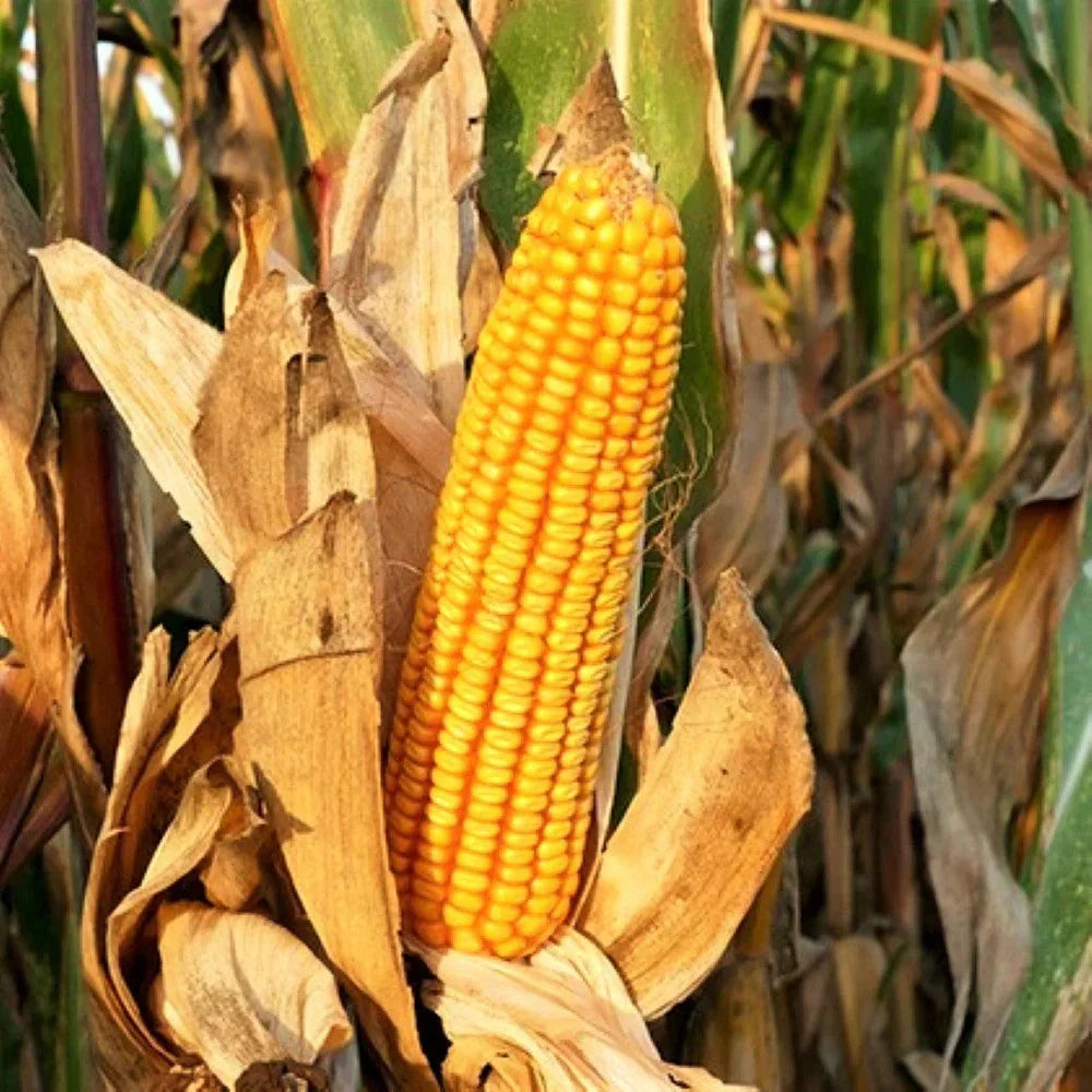 Reid's Yellow Dent Corn Seeds – Open-Pollinated Heirloom Zea mays, Non-GMO, Yellow Flint, High-Yield, Easy to Grow, 100 Seeds