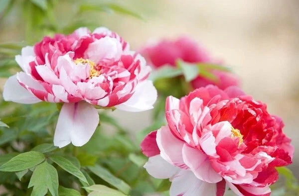 10pc Peony Seeds - Exotic Flower Garden Plant - Paeonia lactiflora - Pink, White, Red Blooms, Herbaceous Perennial, USA Seller
