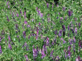 Hairy Vetch Seeds - Cover Crop & Companion Plant for Tomatoes - Nitrogen Fixer - Vicia villosa