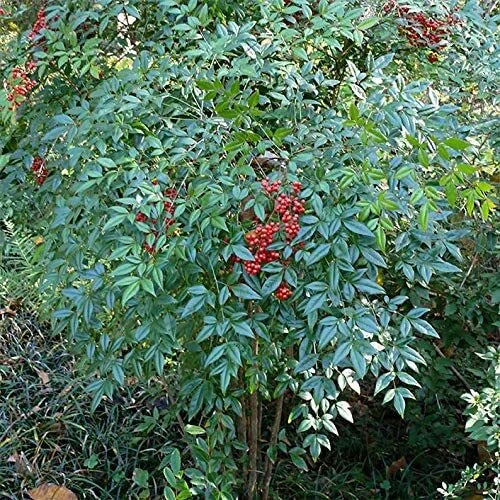 Heavenly Bamboo Seeds 20 Pack for Hedge Privacy Nandina domestica Evergreen Shrub, Drought Tolerant, Made in USA