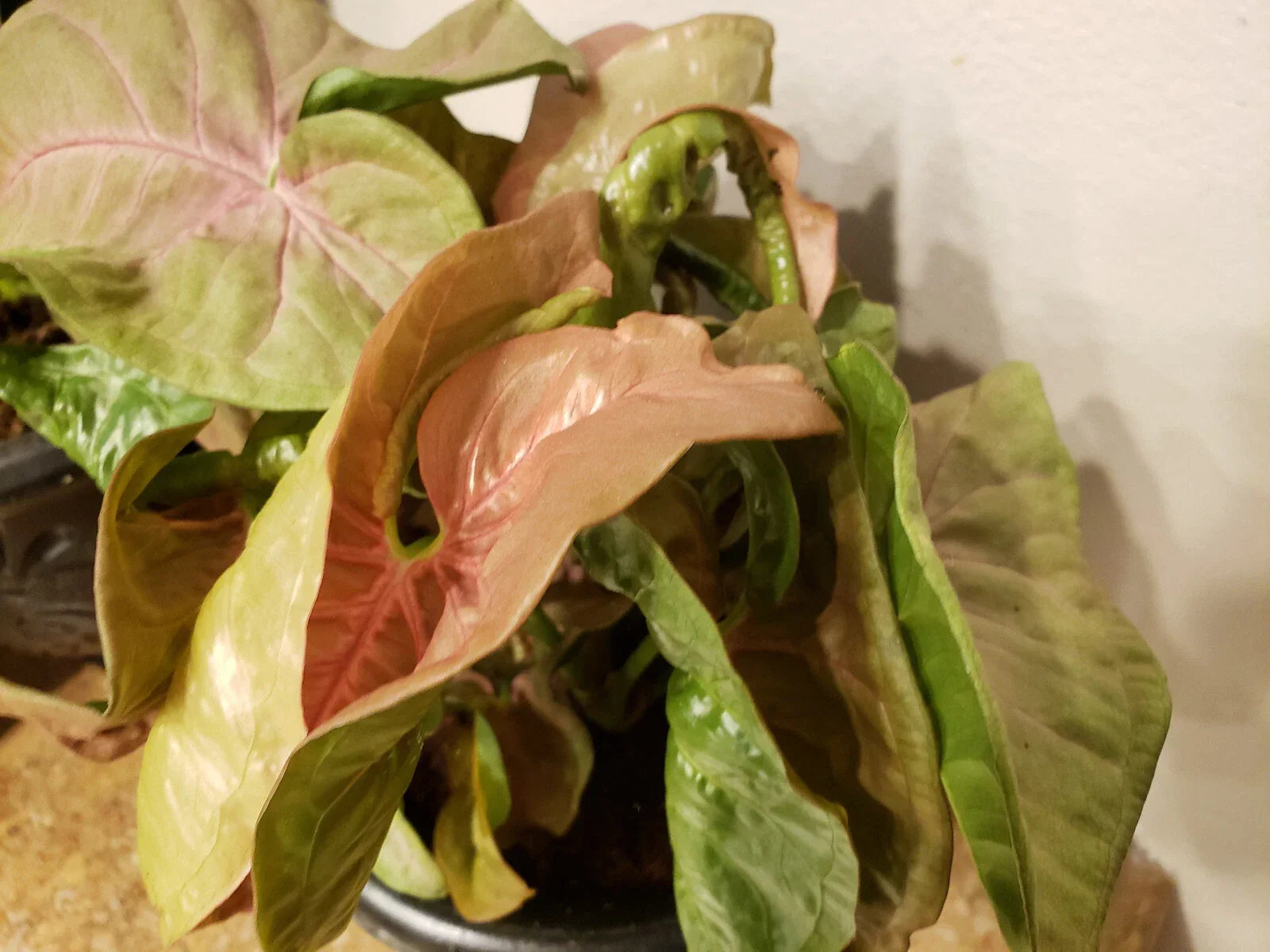 Neon Robusta Syngonium Podophyllum Indoor Houseplant - Pink Arrowhead Vine Starter Plant