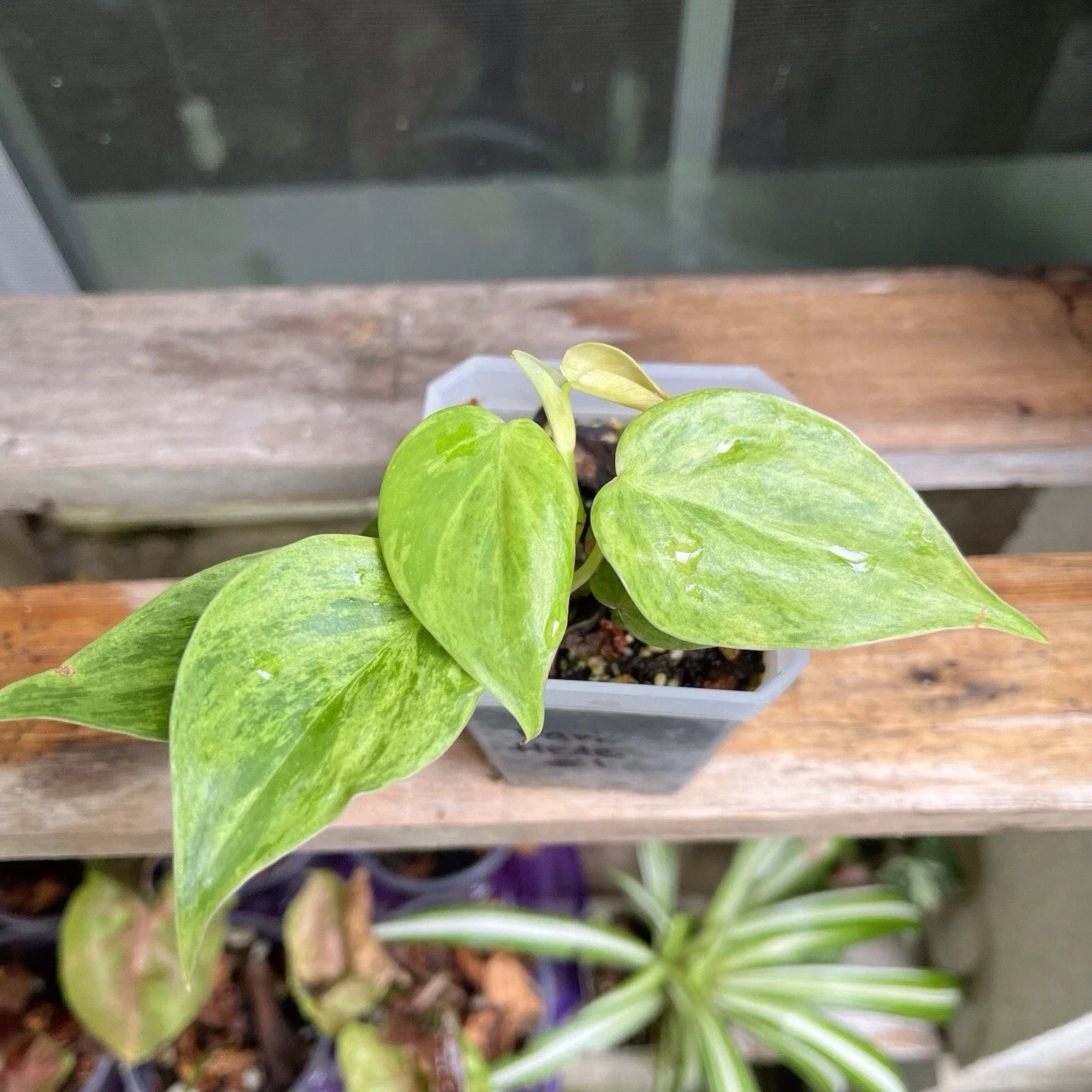 Variegated Heart Leaf Philodendron Plant 4-Inch Pot, Hederaceum Variegated Indoor Houseplant with Green and White Foliage