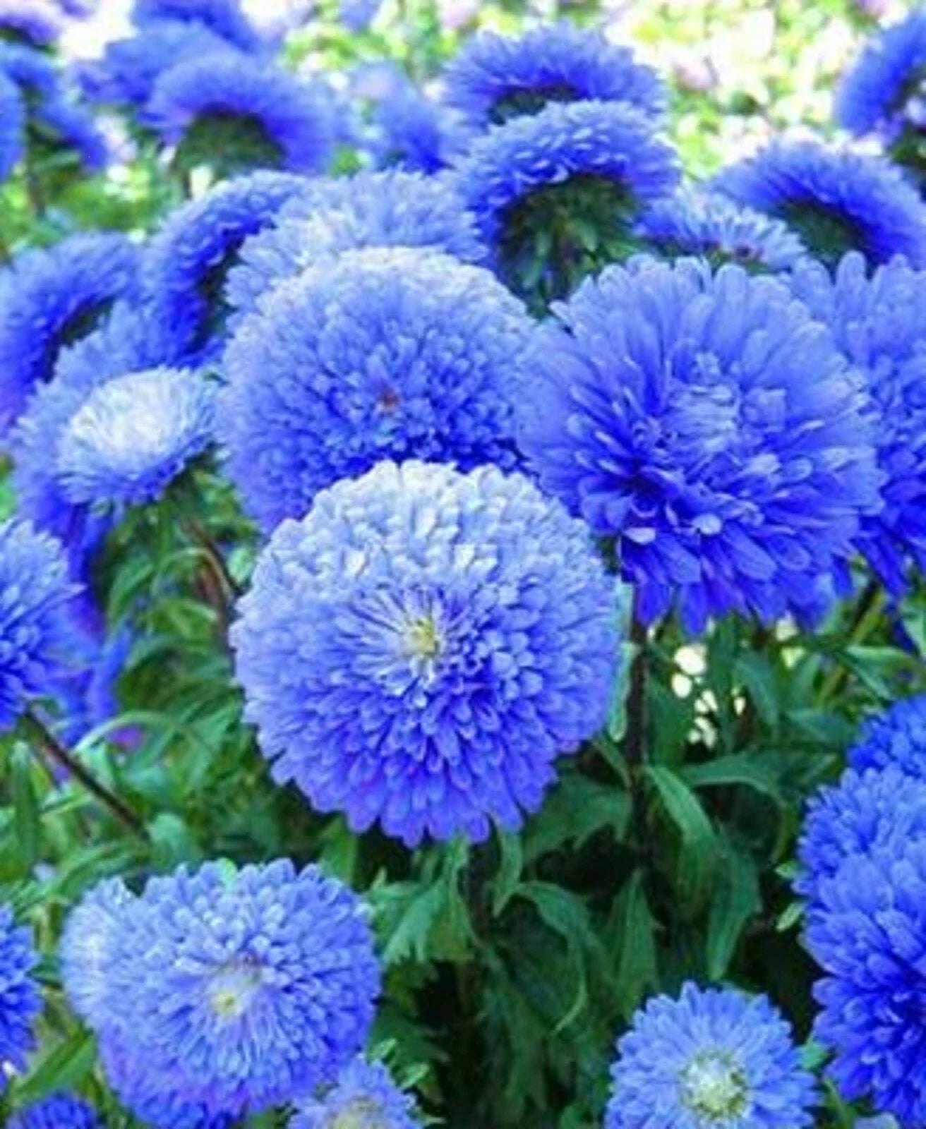 Blue Aster Flower Seeds - Perennial Wildflower Seeds for Spring Bloom - Asteraceae - Aster azureus, 50 Pack