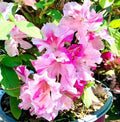 Encore Autumn Twist Azalea Starter Plant, Rhododendron 'Autumn Twist', Deciduous Shrub, Well-Rooted, Vibrant Seasonal Blooms