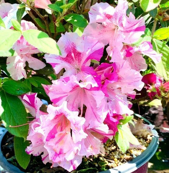 Encore Autumn Twist Azalea Starter Plant, Rhododendron 'Autumn Twist', Deciduous Shrub, Well-Rooted, Vibrant Seasonal Blooms
