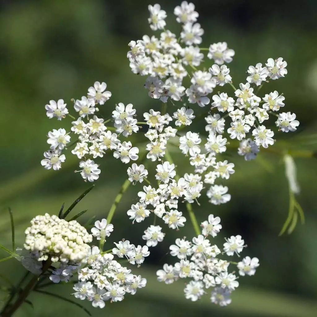 Caraway Seeds - Non-GMO Herb for Garden Planting, Culinary & Ornamental, Carum carvi
