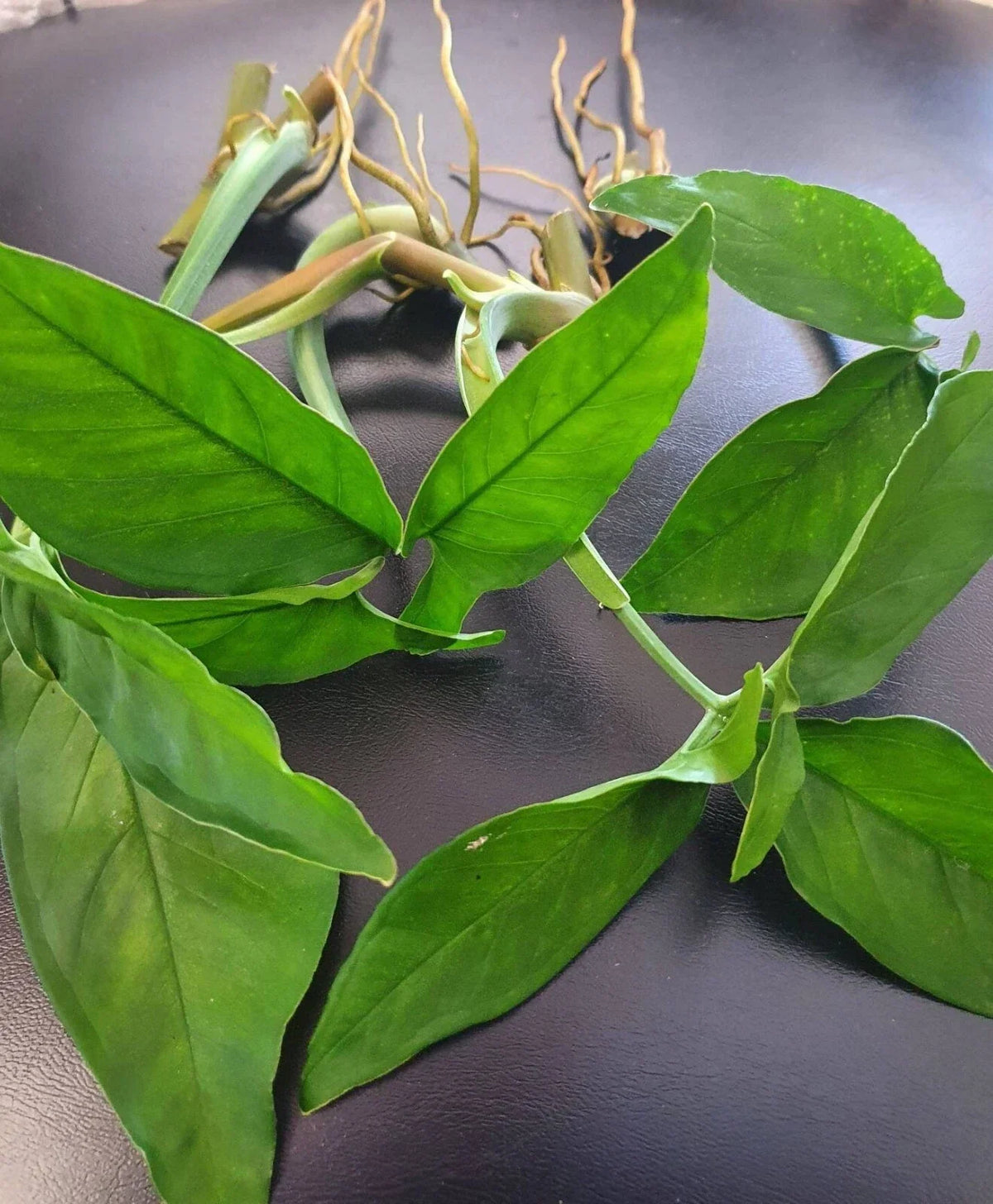 All Green Rare Syngonium Cuttings - 5 Air-Rooted Leaf Clippings, Indoor Plant, Syngonium podophyllum, Easy to Grow, Green Foliage