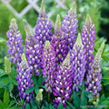 Gallery Blue Lupine Seeds - 25+ Pack for Garden Planting, Lupinus polyphyllus, Perennial, Vibrant Blue Flowers, Drought-Tolerant Seeds