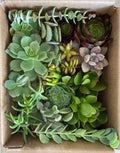 15 Fresh Healthy Succulent Cuttings Set - Organically Grown Varieties for Home Decor