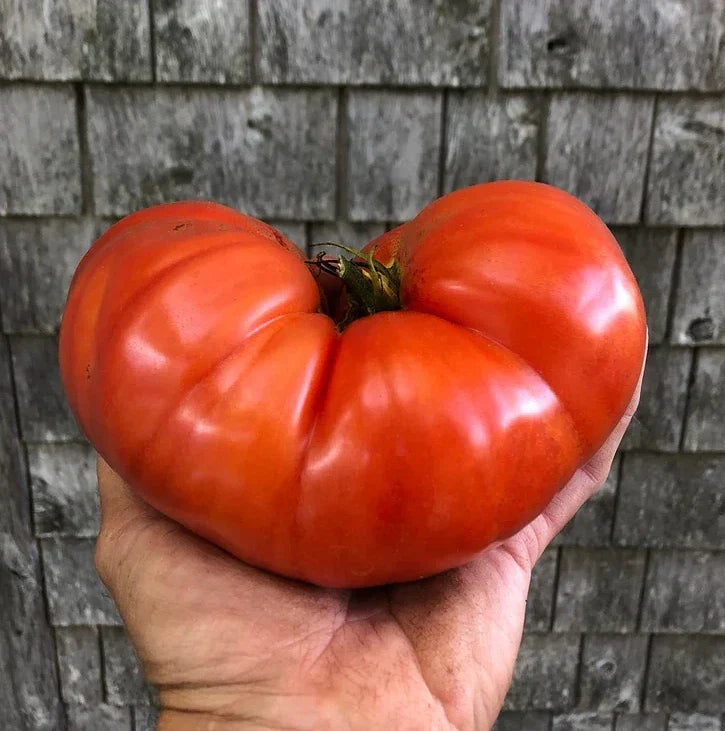 Giant Beefsteak Tomato Seeds - Organic Heirloom, Non-GMO, Juicy, Large Fruit, Solanum lycopersicum, 10+ Seeds