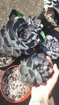 Large Echeveria Black Prince Succulent in 5" Pot with Soil - Live Healthy Plant