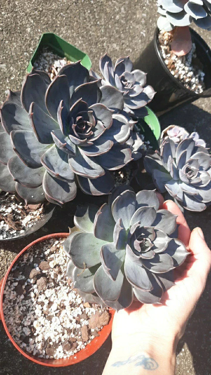 Large Echeveria Black Prince Succulent in 5" Pot with Soil - Live Healthy Plant