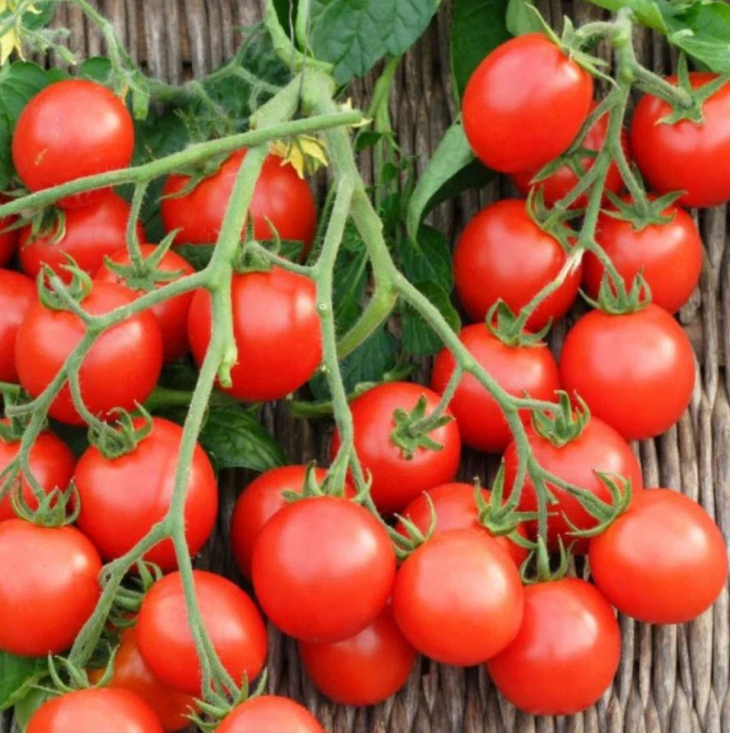 Non-GMO Small Red Cherry Tomato Seeds, Solanum lycopersicum, Salad Variety, Heirloom Quality, Perfect for Home Gardens