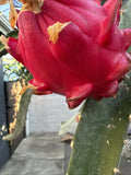 Dragon Fruit Cutting 12-18 Inches Orajona Variety Hylocereus undatus for Garden or Patio
