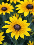 Black Eyed Susan Seeds - 100 Organic Rudbeckia Hirta Yellow Flower Seeds for Easy Garden Planting