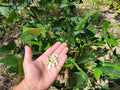 Organic Lima Bean Seeds – Phaseolus lunatus – Florida Grown Vegetable Seeds – 5 Pack for Home Garden