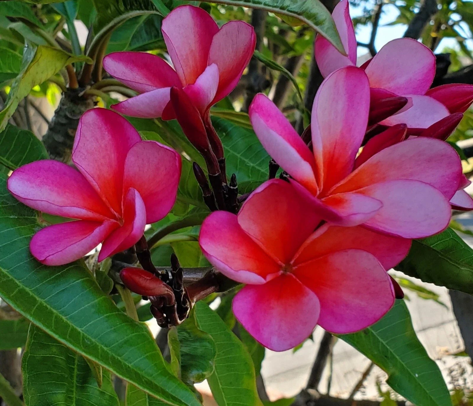 Pink Plumeria Cutting 7-12 Inch Light Orange Hues, Tropical Flower Propagation, Plumeria spp.