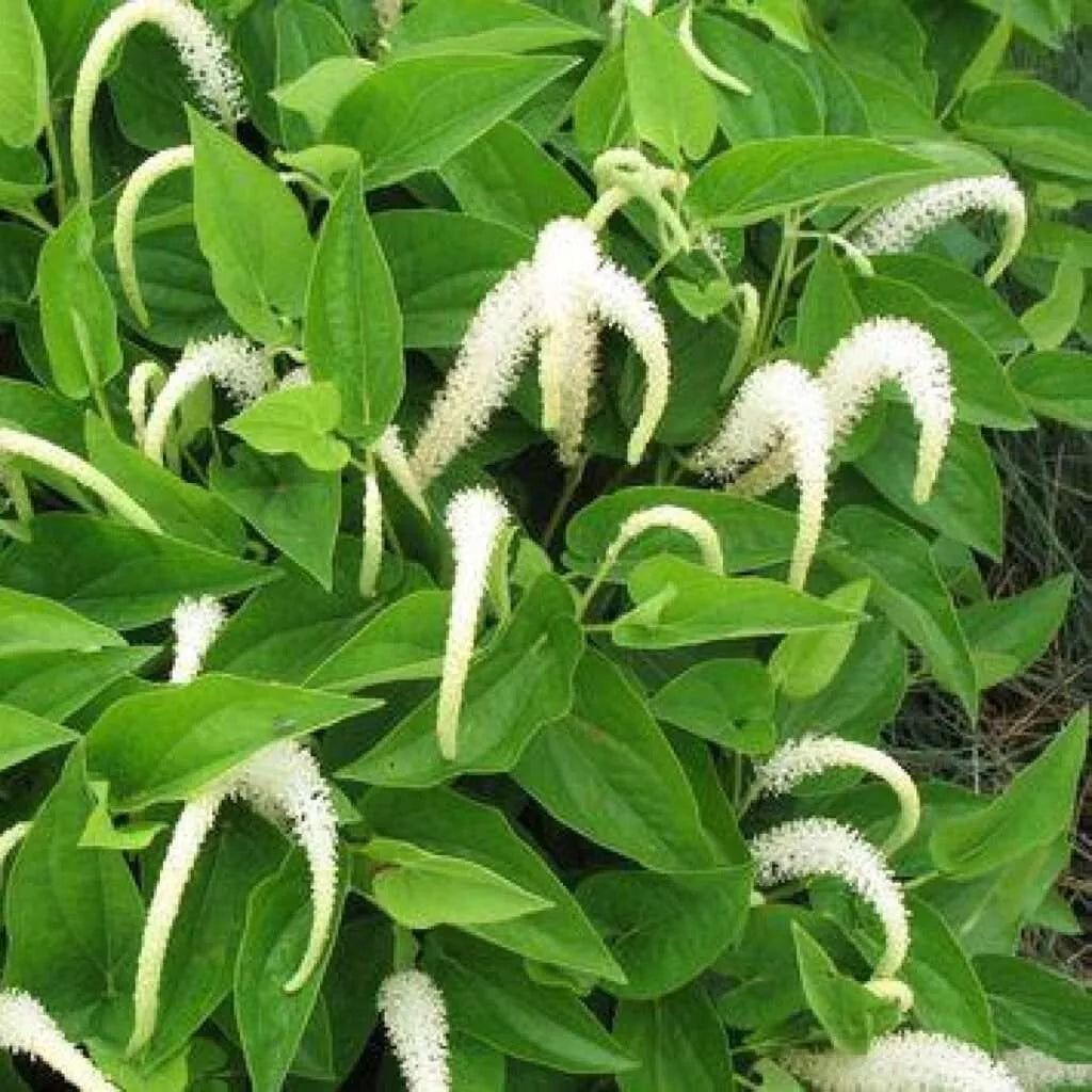 Lizard's Tail Plants Bareroot Saururus cernuus Perennial for Ponds and Wetlands, 1-3 ft. Ground Cover