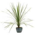 Dracaena Spikes Seeds - 25 Pack - Dracaena marginata Indoor Plant Seeds for Container Gardening