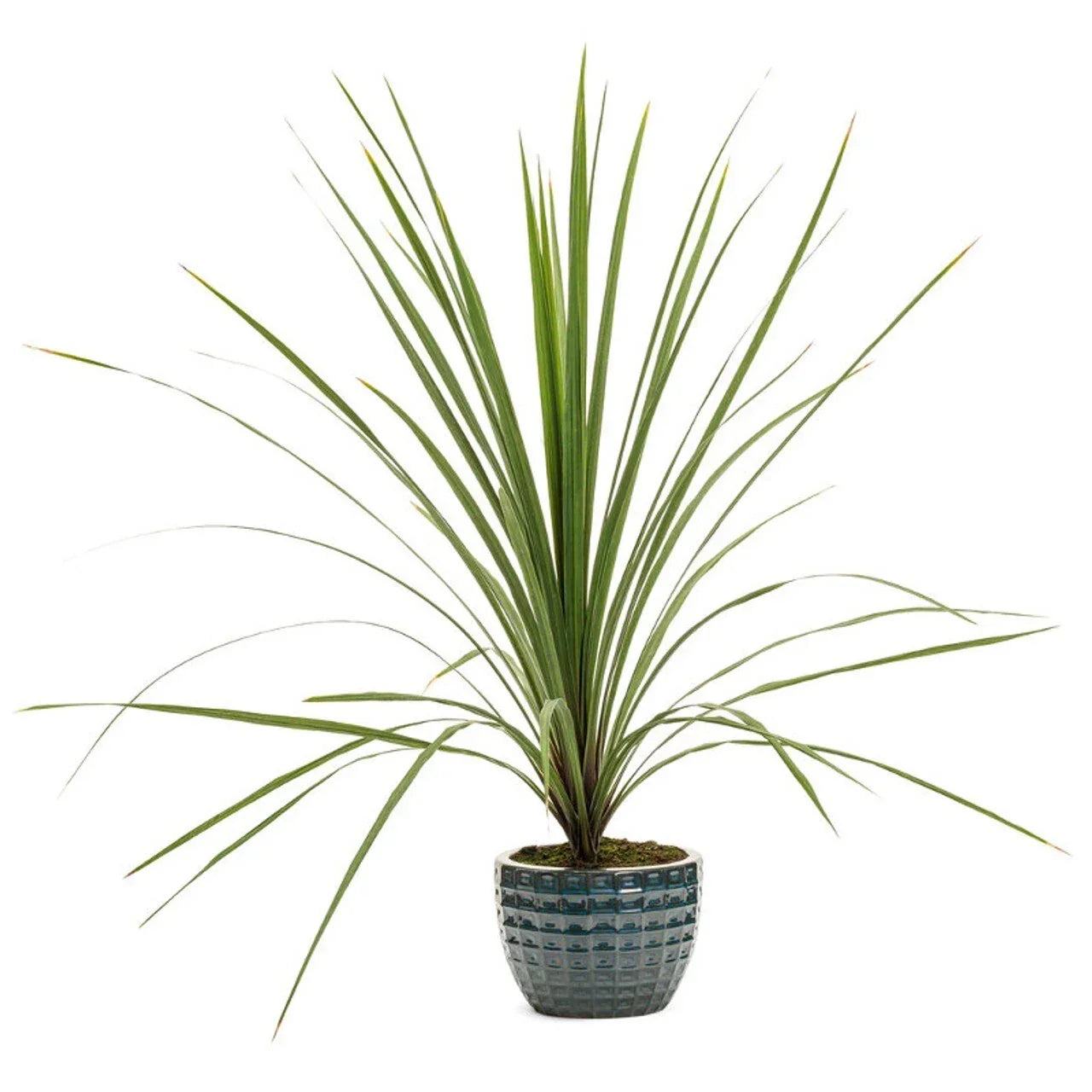 Dracaena Spikes Seeds - 25 Pack - Dracaena marginata Indoor Plant Seeds for Container Gardening
