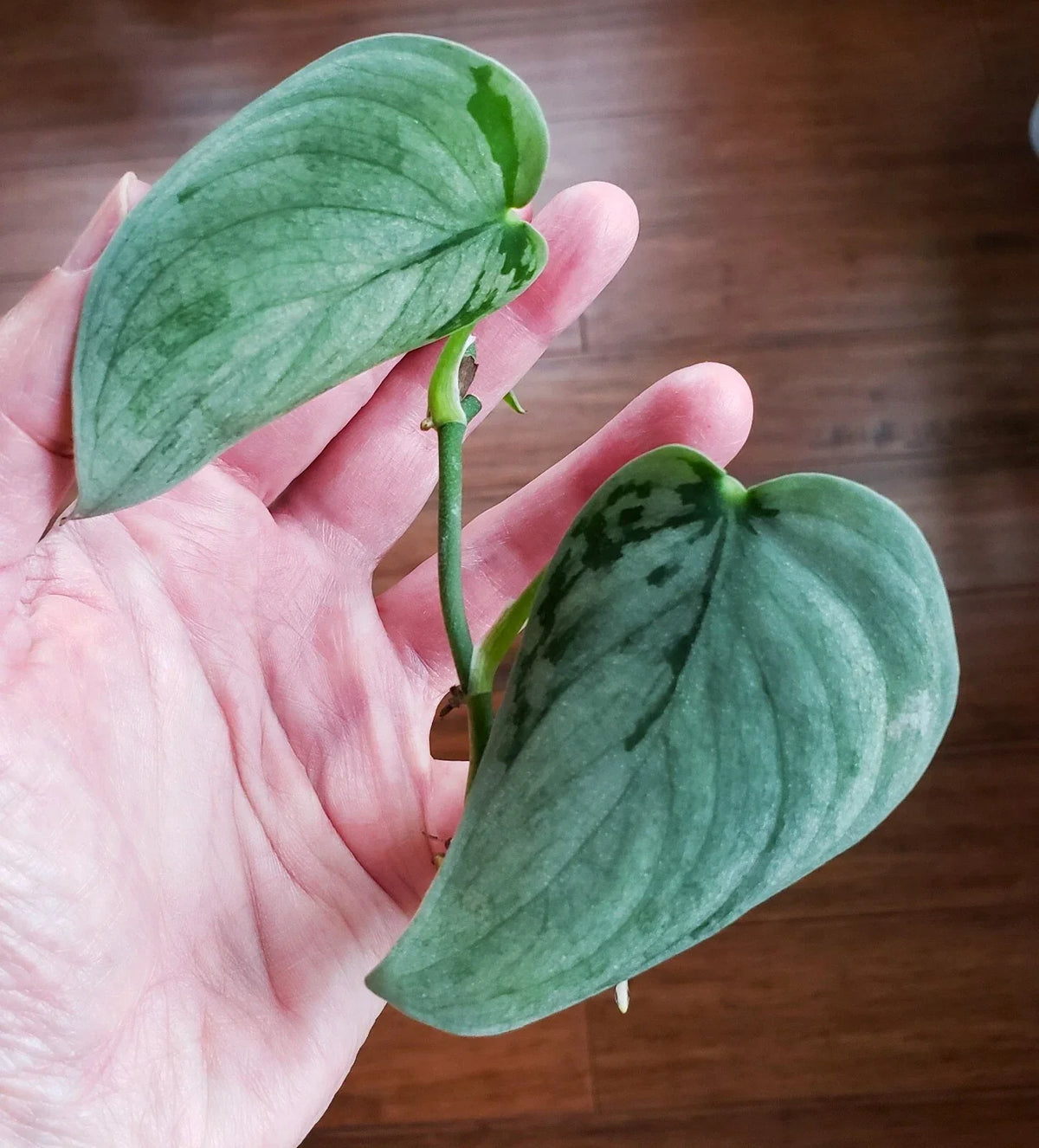 Rooted Scindapsus Sooo Silver Top Cut in Moss - Variegated Houseplant