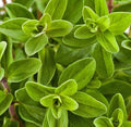 Sweet Marjoram Seeds 2000 Count - Non-GMO Herb Seeds - Origanum majorana - USA Grown for Culinary Gardens