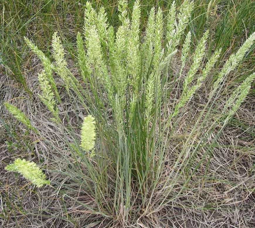 June Grass Seeds, Perennial Ornamental Plant, Koeleria macrantha, Garden Seeds, Landscaping, Full Sun, Easy to Grow