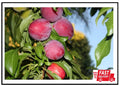 Dwarf Santa Rosa Plum Tree - Bare Root Compact Fruit Tree - Prunus domestica 'Santa Rosa'
