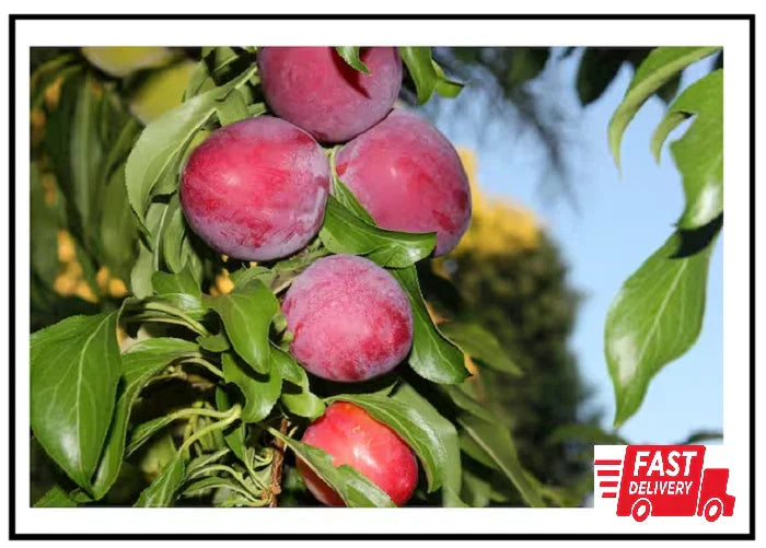 Dwarf Santa Rosa Plum Tree - Bare Root Compact Fruit Tree - Prunus domestica 'Santa Rosa'