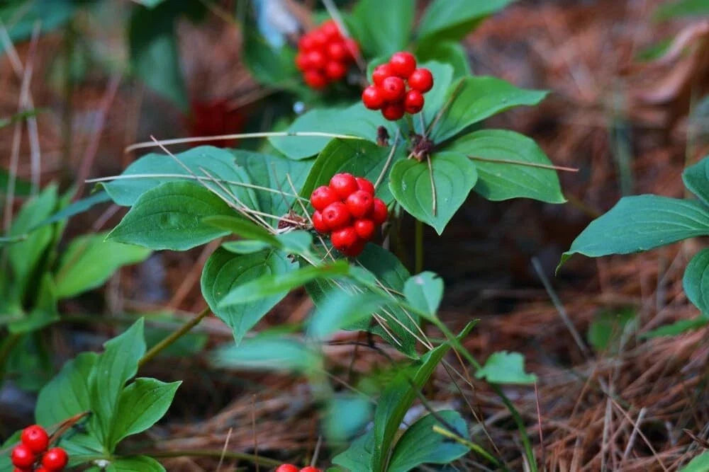 Bunchberry Bush Seeds 30 Pack - Cornus Canadensis - Ground Cover, White Flowers, Red Berries, Shade Tolerant