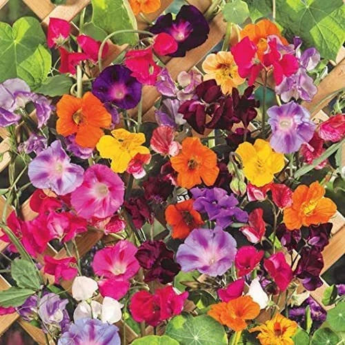 Climbing Vine Seeds Mix - 200 Pack for Garden, Trellis, Fence - Morning Glory, Nasturtium, Black Eyed Susan, Sweet Pea Seeds